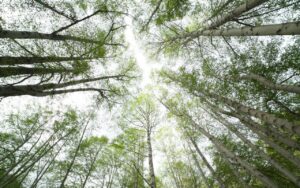 高木伐採についての疑問はなんでもお気軽にご相談ください